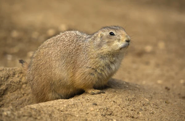 Präriehundar tittar — Stockfoto