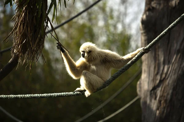 Beyaz gibbon verdi — Stok fotoğraf