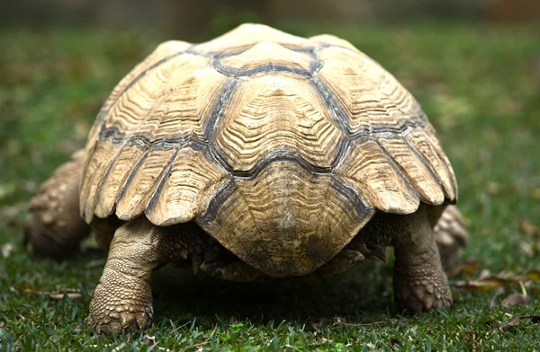 Arrière de la tortue stimulée africaine — Photo