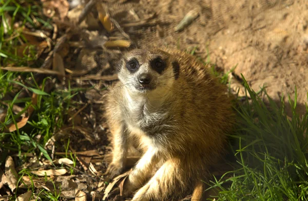 Маленька suricata сидячи — стокове фото