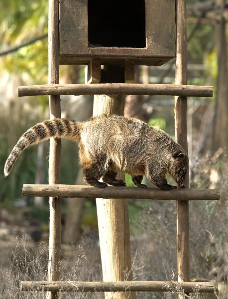 Ring-tailed Coati — Stock Photo, Image