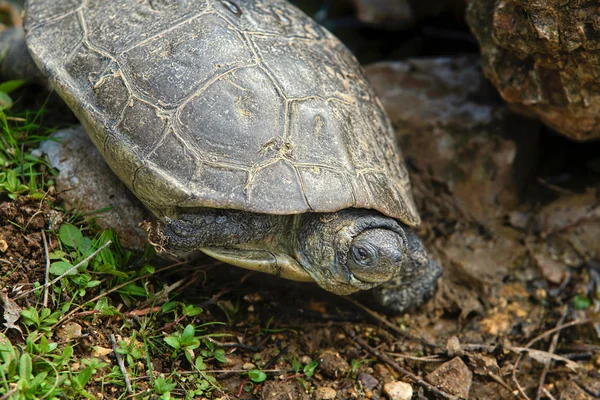 Tortuga de estanque española — Foto de Stock