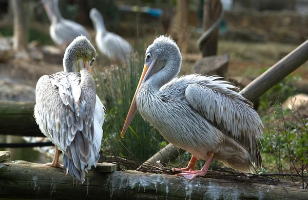 Rosafarbenes Pelikanpaar — Stockfoto