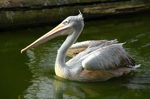 Rosafarbener Pelikan — Stockfoto