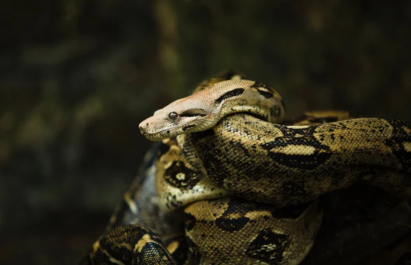 Boa auf dem Ast — Stockfoto