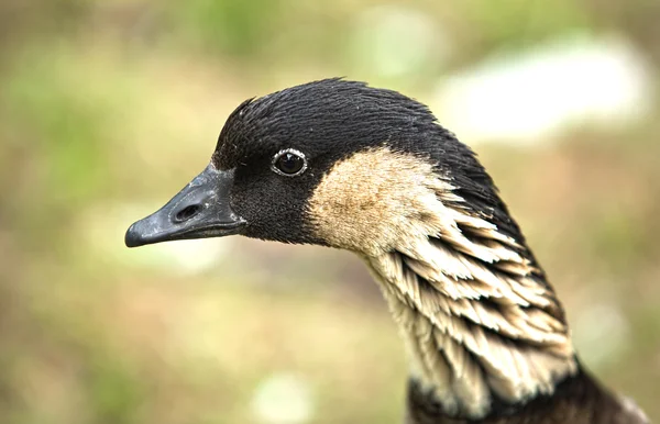 A Canada goose — Stock Photo, Image