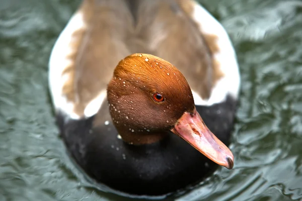 Red crested Pochard — Stock Photo, Image