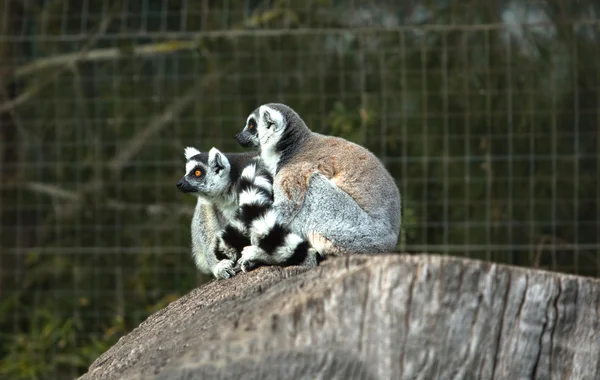 Ruggig lemur — Stockfoto