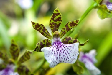 Lindley'nın maxillaria