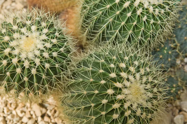 Echinocactus grusonii — Stock Photo, Image