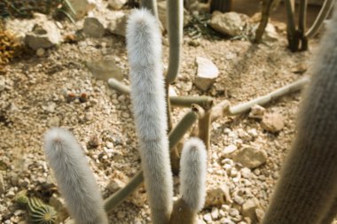 Oreocereus celsianus