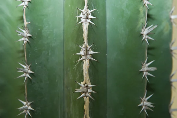 Lines of thorns — Stock Photo, Image