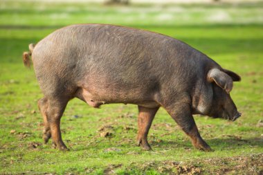 Male iberian pig clipart