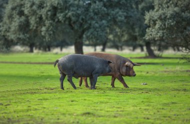 Iberian Pigs clipart