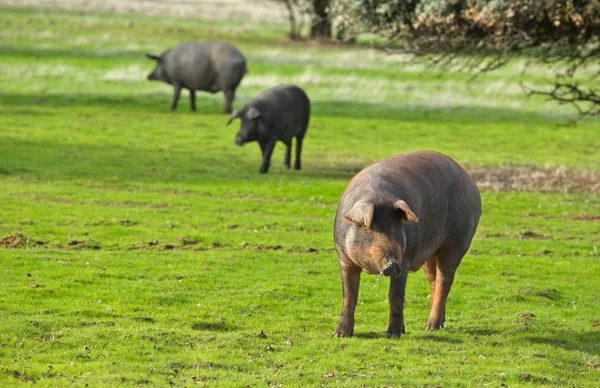 Tre stora grisar — Stockfoto