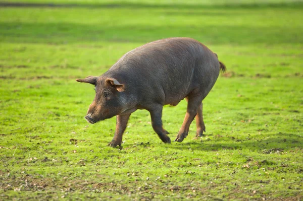 Cerdo de carrera — Foto de Stock