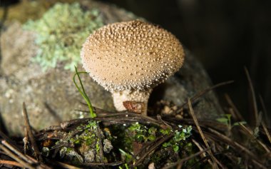 Spiney puffball mushroom clipart