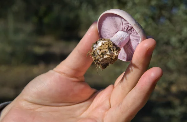 Lepista nuda op een hand — Stockfoto