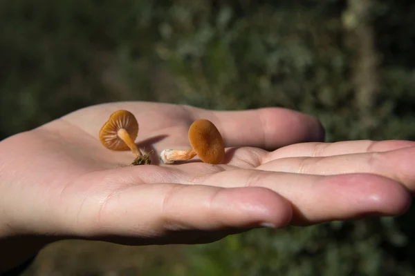 Menschliche Hand, die kleine Pilze hält — Stockfoto