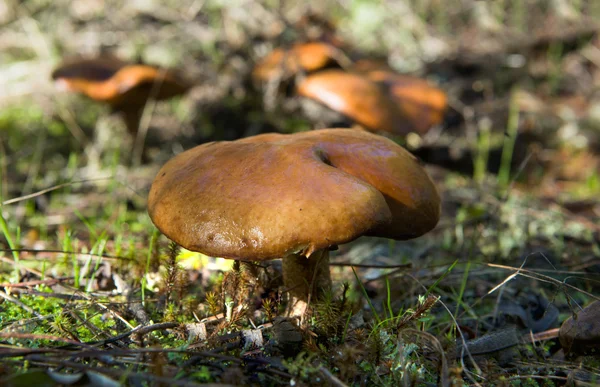 Suillus bellinii — Stockfoto