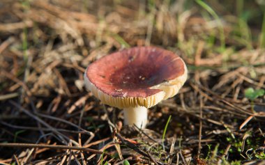 kömür yakıcı veya russula cyanoxantha