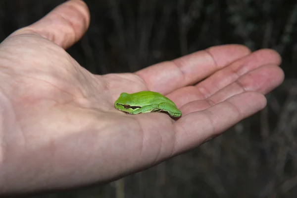 Sitting in my hand — Stock Photo, Image