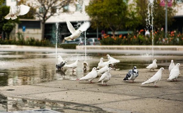 Doves spring water — Stock Photo, Image