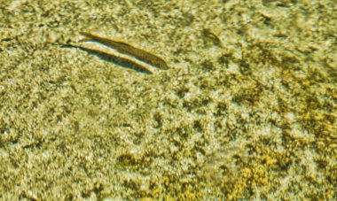 visjeküçük balık