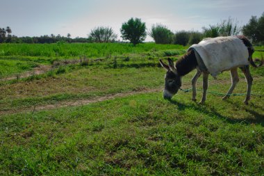 mera üzerinde otlatma eşek