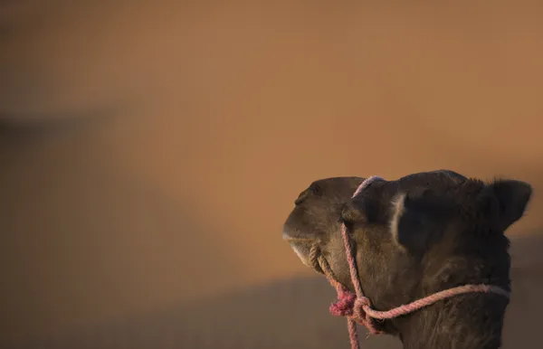 Camel and dunes — Stock Photo, Image