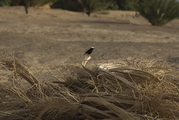 Blé blanc couronné noir Wheatear — Photo