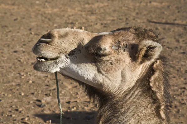 Camel resting — Stock Photo, Image