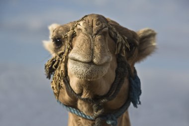 Erg Chebbi camel head clipart