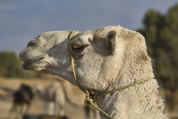 Erg Chebbi white camel — Stock Photo, Image