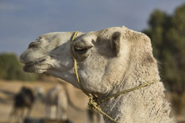 Erg chebbi weißes Kamel — Stockfoto