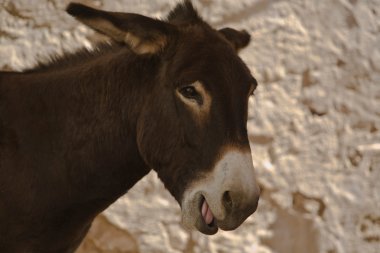 kahverengi eşek