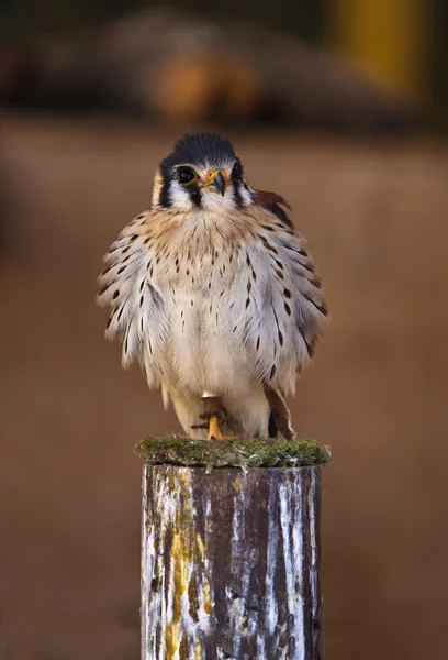 Falco sparverius — 图库照片