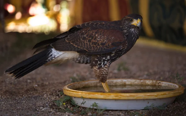 Harris Hawk on water — Stock Photo, Image