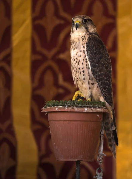 Falco sparverius — Stok fotoğraf