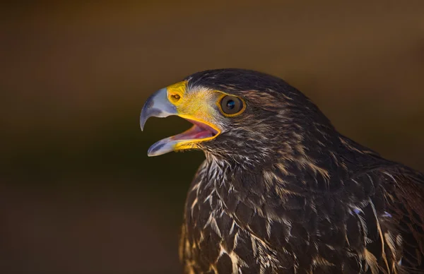 Harris hawk open beak — Stock Photo, Image
