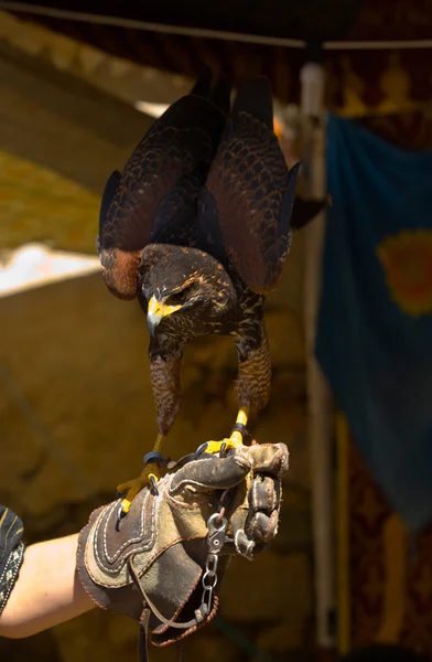 Harris hawk on hand — Stock Photo, Image