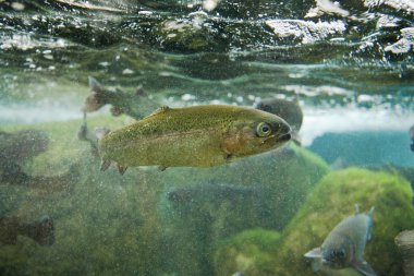 Salmo trutta veya kahverengi alabalık