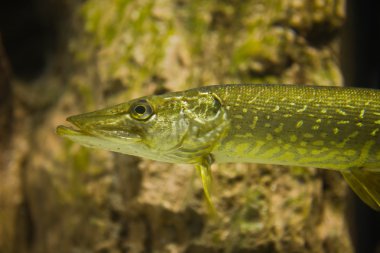 Esox lucius