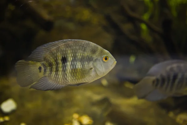 Australohéroes facetus — Foto de Stock