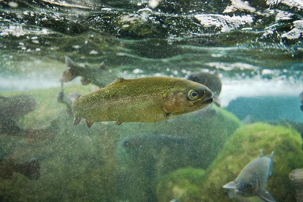 Salmo trutta veya kahverengi alabalık — Stok fotoğraf