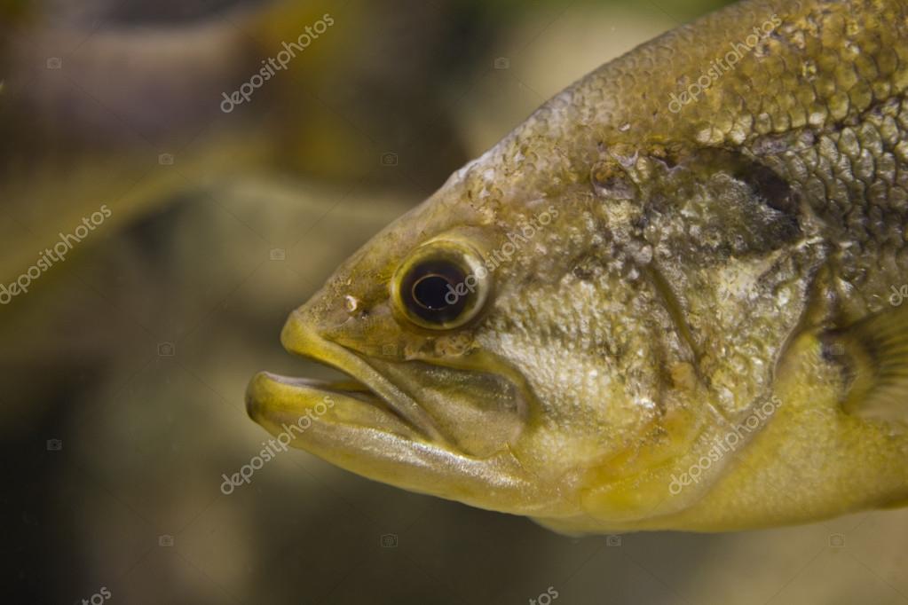 Large Mouth Bass — Stock Photo © WHPics #37556605