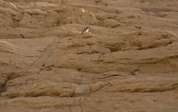 努比亚的麻雀 — 图库照片