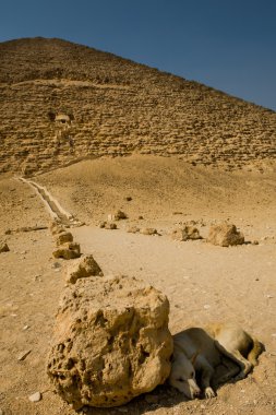 köpek yanında kırmızı piramit