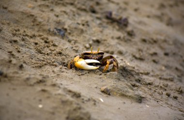 Atlantic marsh fiddler crab clipart