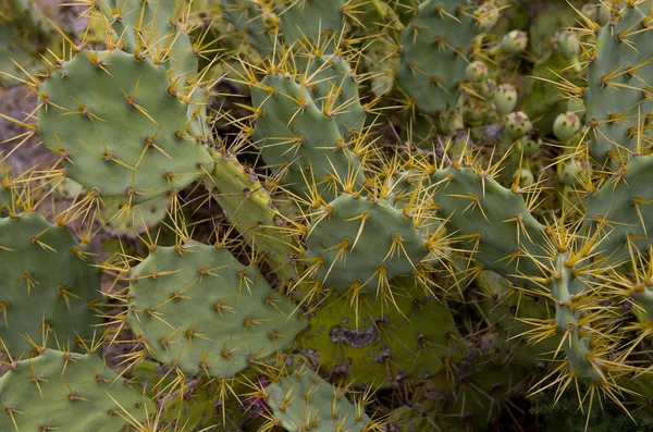 Cactus de pera espinosa —  Fotos de Stock